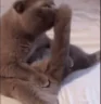 cleankok emote