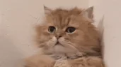 eh emote