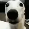ColdDog emote