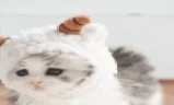 Ovca emote