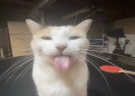 BLEH emote