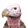 SEMP emote