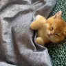 gn emote