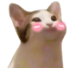 popcatshy emote