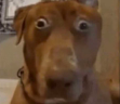 uhohSTARE emote