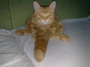 CatDik emote