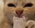 Bussin emote