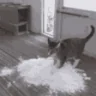 Cocainer emote