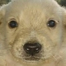 DiosNosAbandono emote