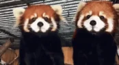 redpandaKISS emote