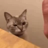 Highfive emote
