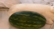 arbuz emote
