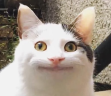 catOk emote