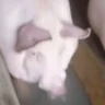 SvinB emote