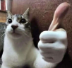joia emote