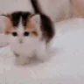 upal emote