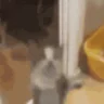 catHyper emote