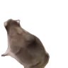 raccSpin emote