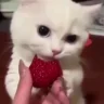 vkusnyashno emote