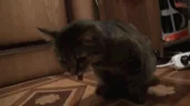 UwU emote