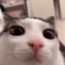 blinkCat emote
