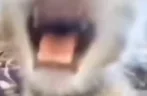 Abebebe emote