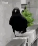 gegezashage_m emote