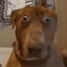 zooted emote