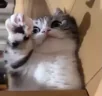 hi emote