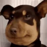 Awkward emote