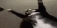 WideJigglin emote