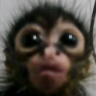 :l emote