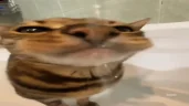 AWA emote