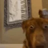 AYOOO emote