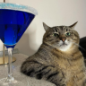 catChill emote