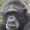 monkeJam emote