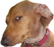 Capping emote