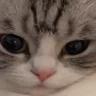 SoFRoMI emote