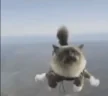 catFly emote