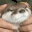 PetTheOtter