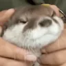 PetTheOtter emote