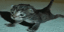 catdoingpushups