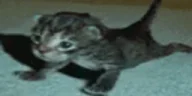 macher emote