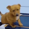 dogsad emote