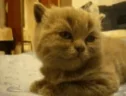 CatSleepy emote