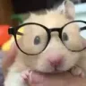 hamsterNerd emote