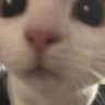 CatStare emote