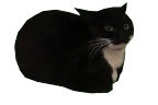 SpinningCat emote