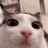 blinky emote