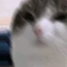 OhTheMisery emote